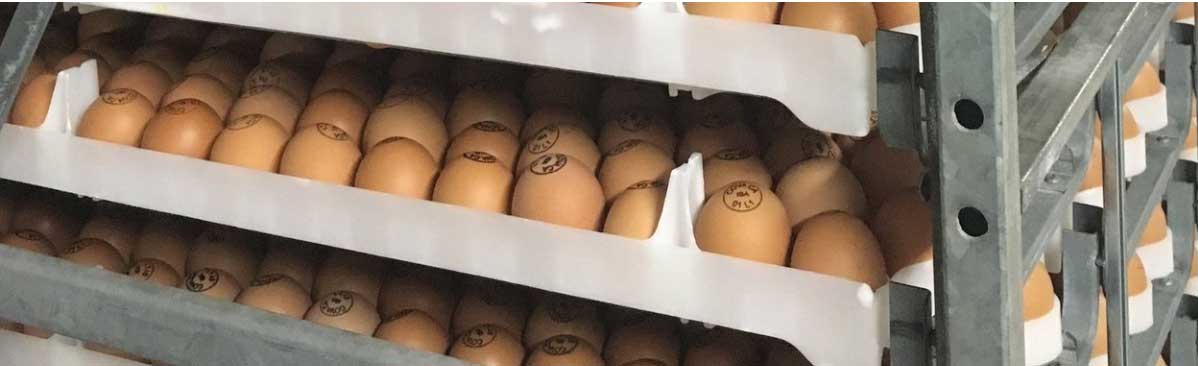 臭氧對雞蛋（dàn）消毒