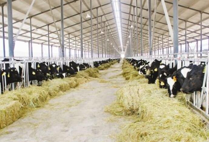 臭氧對乳業殺菌消毒的重要性 